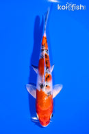 6" YAMATO NISHIKI