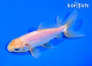 4.5" WAKIN GOLDFISH