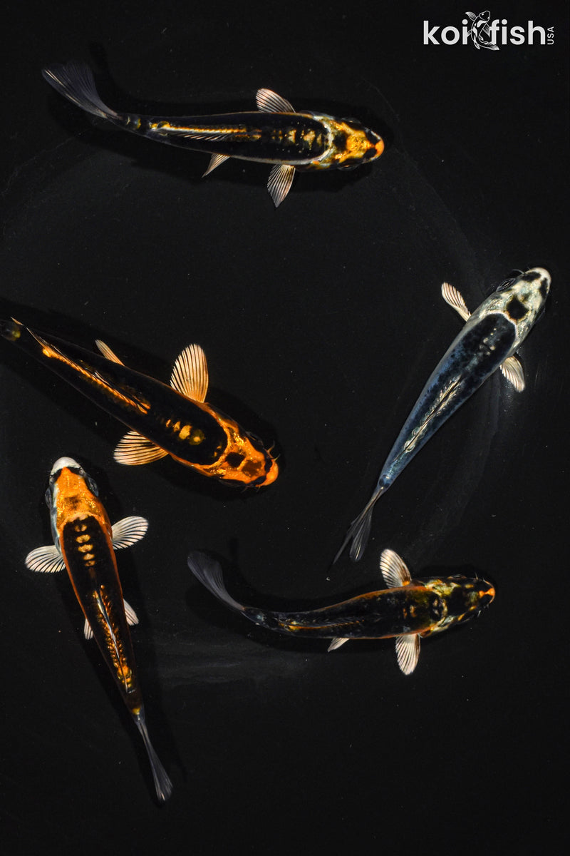 Pack of (5) 3.5-4.5" Standard Ghost Koi