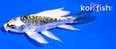 4" KIN KIKOKURYU BUTTERFLY