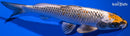 9.5" BENI GINGA
