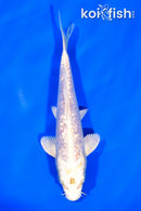 7" GINRIN HARIWAKE