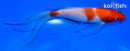6" KOHAKU BUTTERFLY