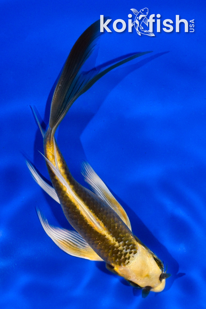 5" KI MATSUBA BUTTERFLY