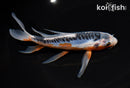 7" SHUSUI BUTTERFLY