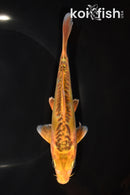 7.25" KI SHUSUI