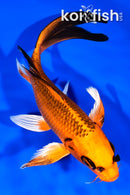 8" ORENJI MATSUBA BUTTERFLY