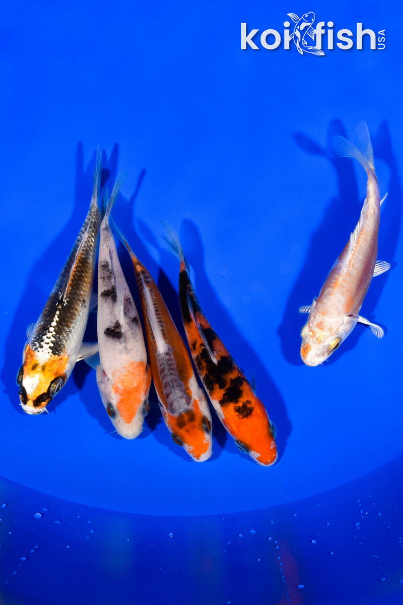 PACK OF (5) 3.5"- 4" STANDARD KOI