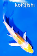 4" LEMON HARIWAKE BUTTERFLY