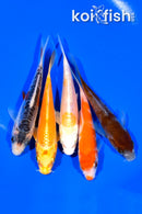 PACK OF (5) 4.25 - 4.5" STANDARD KOI