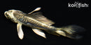 4" KIKOKURYU BUTTERFLY