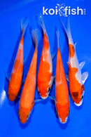 PACK OF (5) 3.75-4" STANDARD KOI