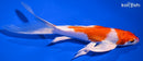 7.75" HARIWAKE BUTTERFLY