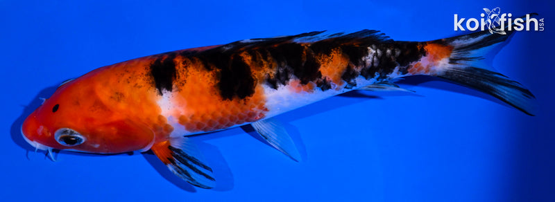 7.25" SANKE