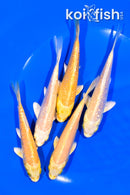 PACK OF (5) 4.5-4.75" YAMABUKI OGON KOI