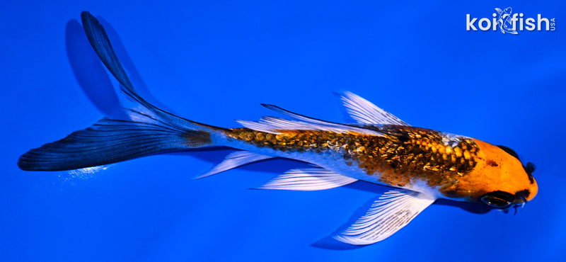 4.75" GINRIN KUJAKU BUTTERFLY