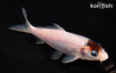 5.5" BUDO GOROMO