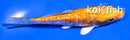 4" GINRIN KIKUSUI