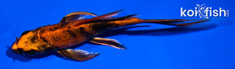 5" KIN HI UTSURI BUTTERFLY