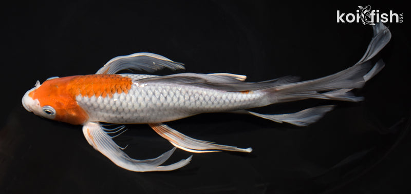 12.5" OCHIBA SHIGURE BUTTERFLY