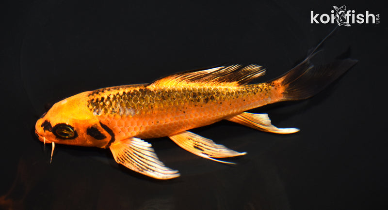 6.75" GINRIN ORENJI MATSUBA BUTTERFLY