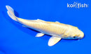5.75" YAMABUKI OGON