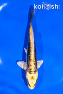5.5" KIN KIKOKURYU