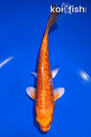 6" GINRIN DOITSU ORENJI OGON