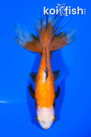 5.75" WATONAI GOLDFISH