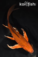 8.75" CHAGOI BUTTERFLY