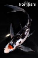 8" GINRIN TANCHO BENI MATSUKAWABAKE