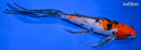 8.25" SANKE BUTTERFLY