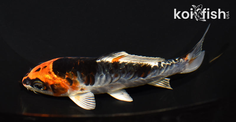 4.75" ARAGOKE KUJAKU