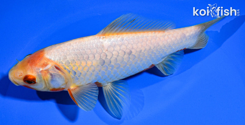 6" HIBUNA GOLDFISH