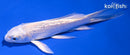 4.75" GINRIN PLATINUM OGON BUTTERFLY
