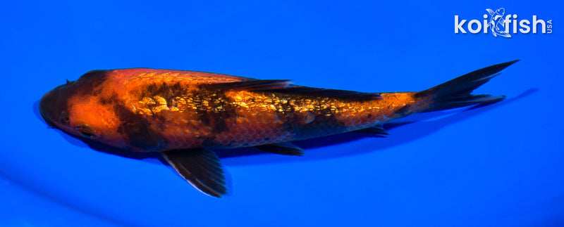 6.5" GINRIN HI UTSURI