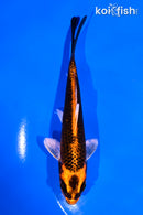 5" KUJAKU