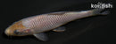 4.25" SORAGOI