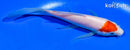 5.5" KOHAKU BUTTERFLY