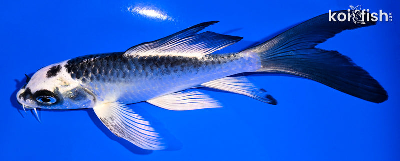 5.5" GIN MATSUBA BUTTERFLY