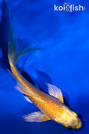 4.25" GINRIN YAMABUKI OGON BUTTERFLY