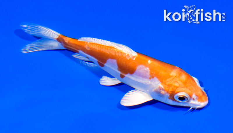 4.75" KIKUSUI