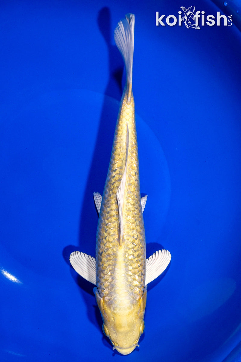 9.75" GINRIN YAMABUKI OGON