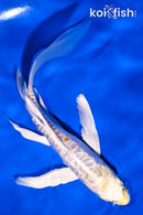 6" DOITSU LEMON HARIWAKE BUTTERFLY