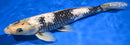 12.75" GINRIN SHIRO UTSURI