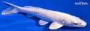 6.75" PLATINUM OGON