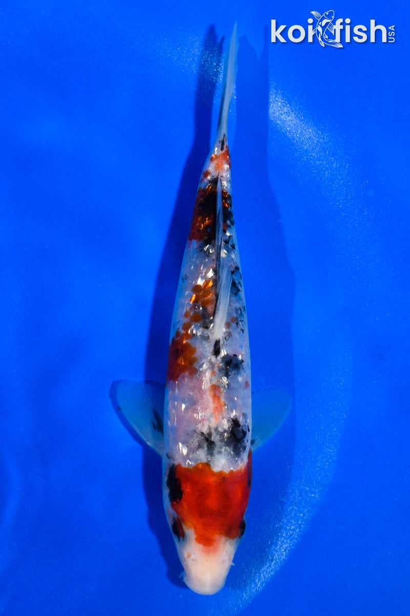 5" GINRIN SANKE