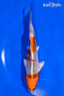 5.5" KUJAKU
