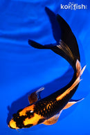 6.5" ORENJI MATSUBA BUTTERFLY