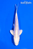5" ARAGOKE PLATINUM OGON